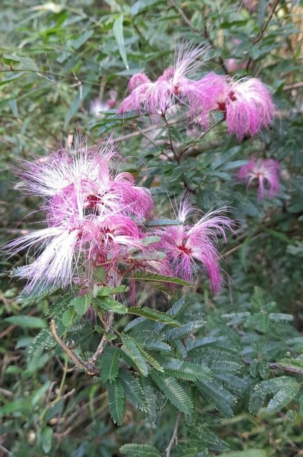Calliandra brevipes flower