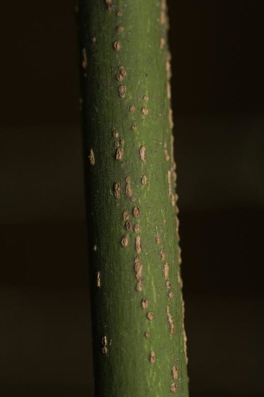 Ormosia coutinhoi other