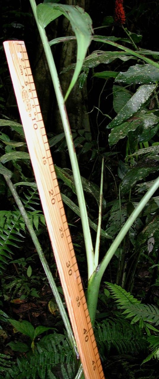 Chamaedorea lucidifrons bark