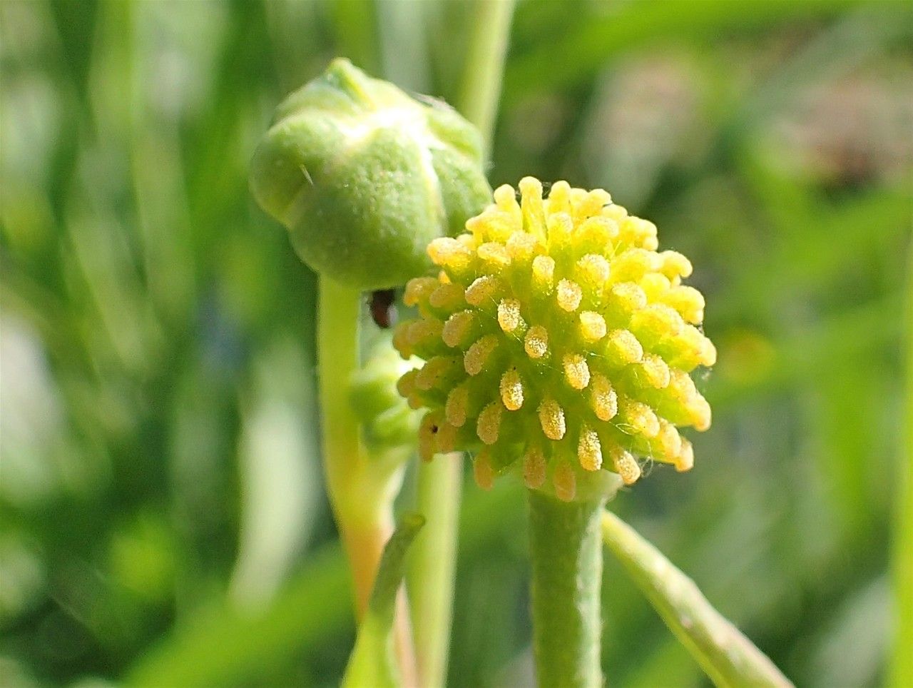 Ranunculus lingua fruit