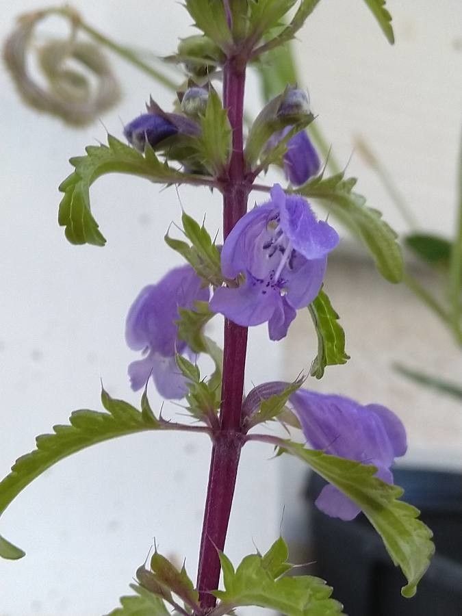 Dracocephalum moldavica flower