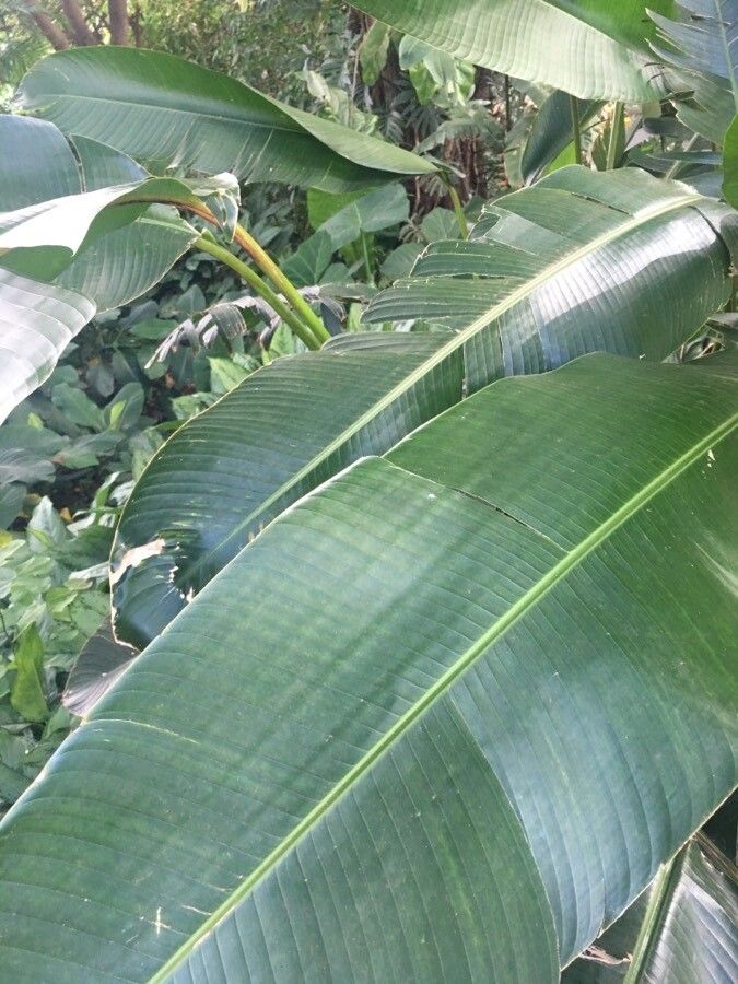 Heliconia episcopalis — search result for 'Heliconia'