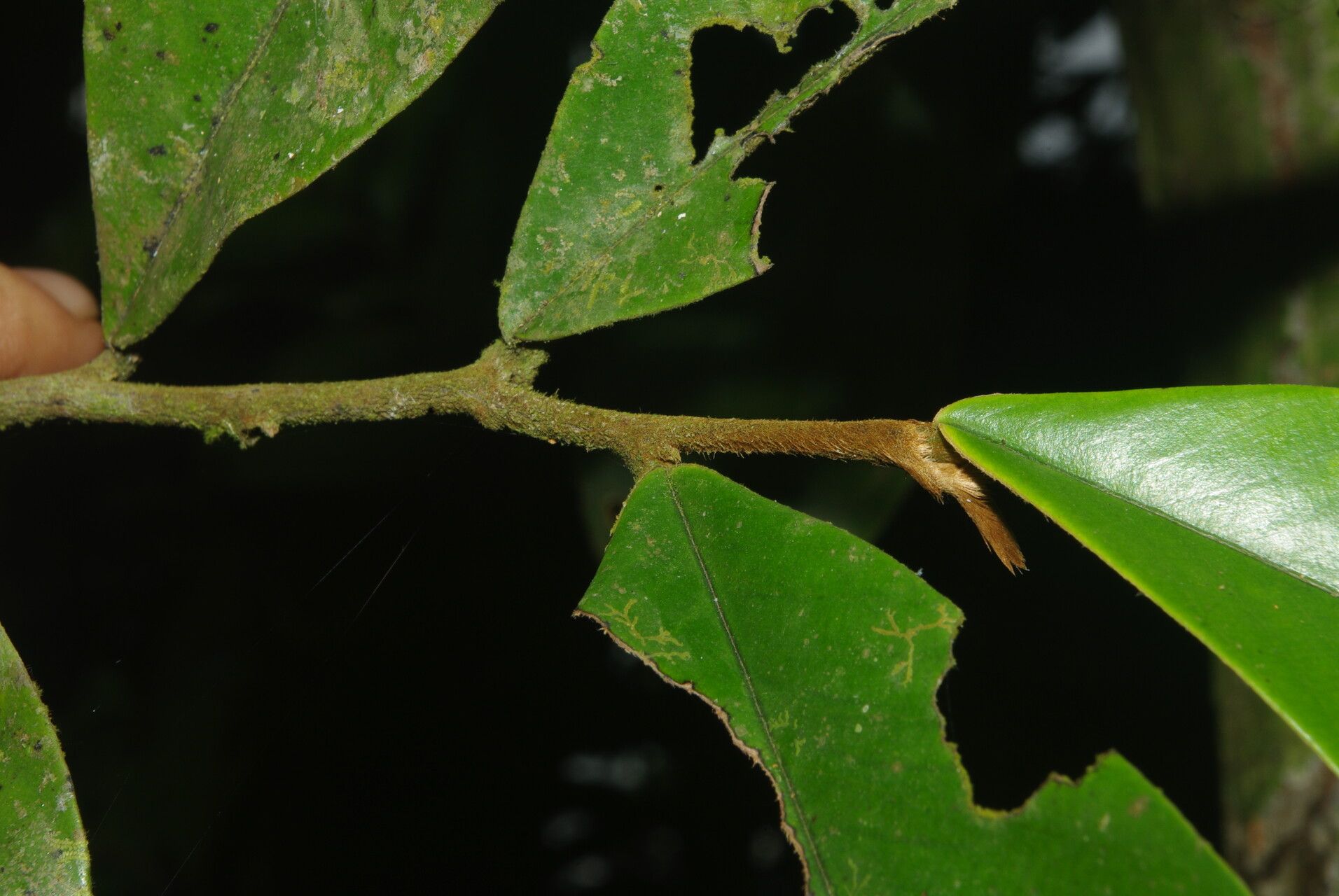 Piptostigma multinervium — houseplant care guide