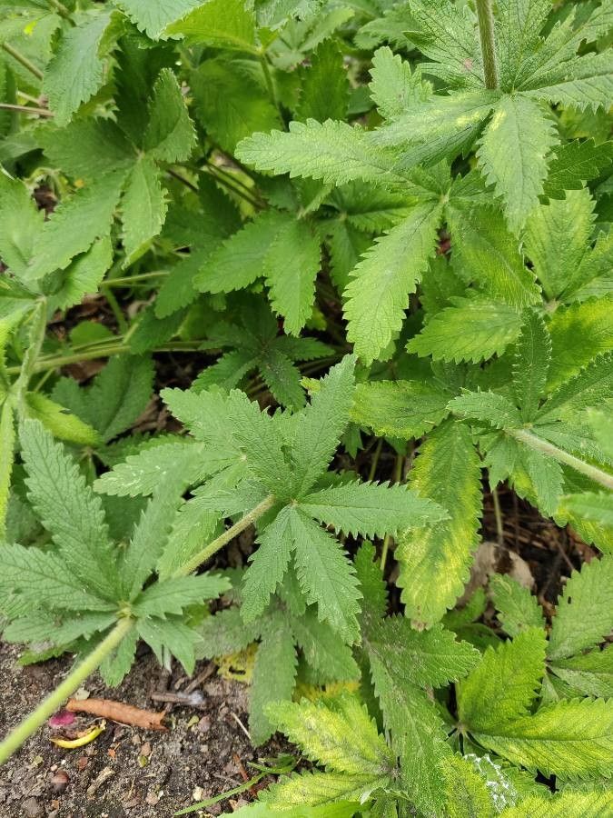 Potentilla thurberi leaf
