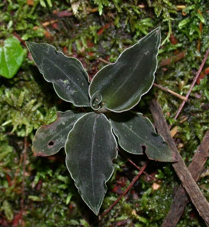 Microchilus tridax — houseplant care guide