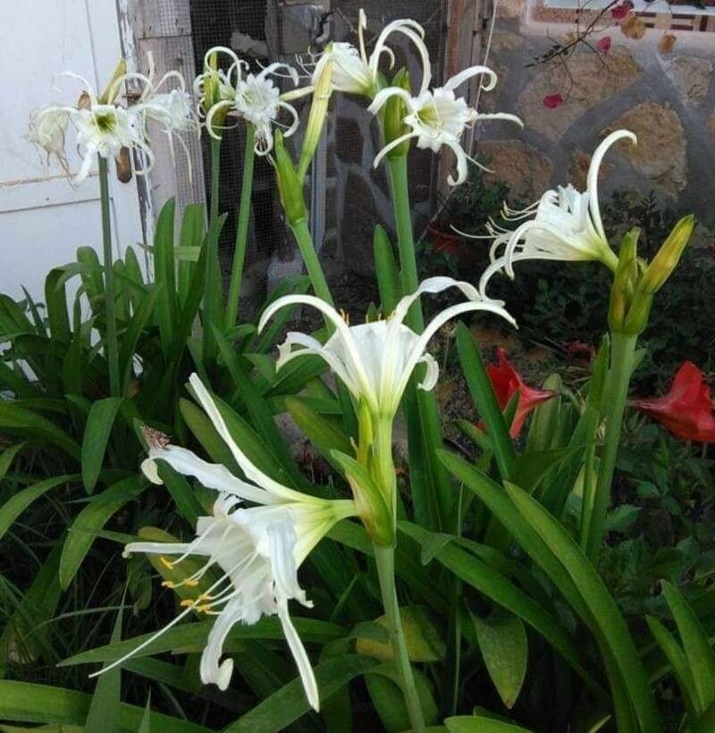 Hymenocallis liriosme flower
