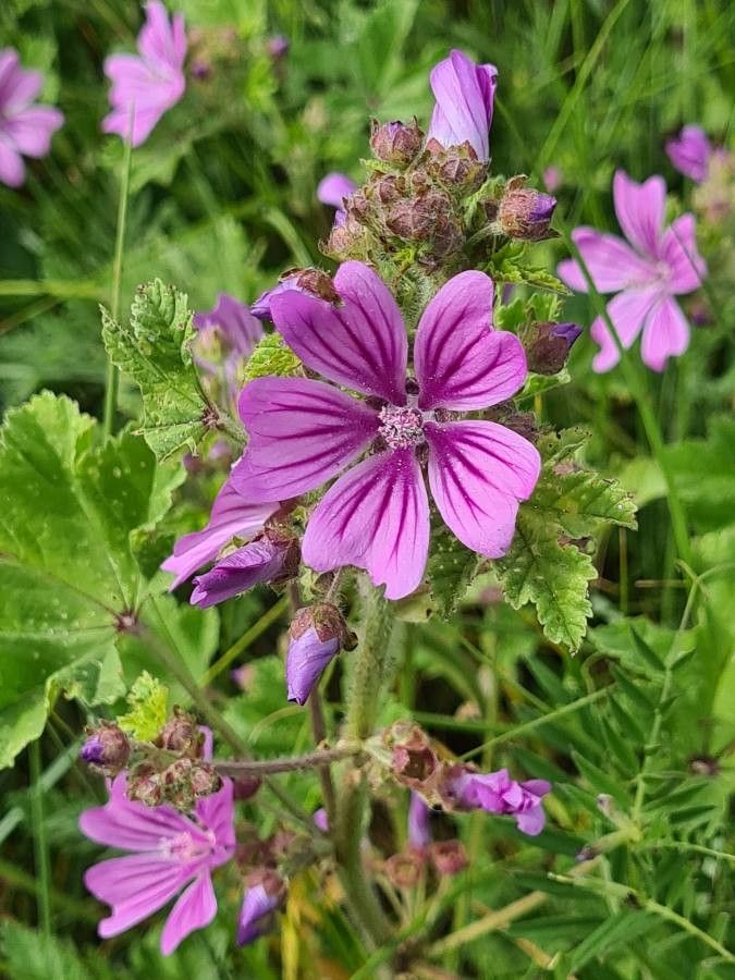 Malva setigera flower