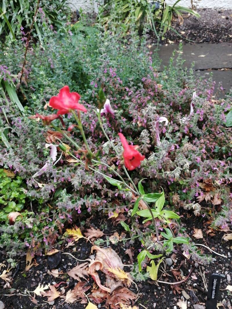 Delphinium nudicaule — houseplant care guide