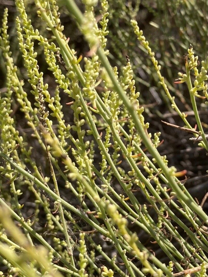 Caroxylon genistoides bark
