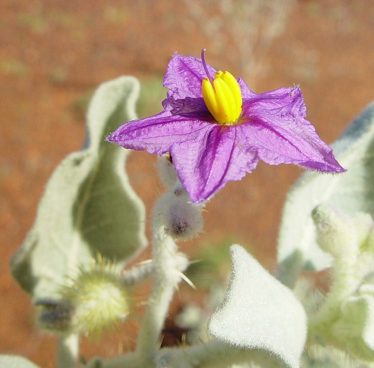 Solanum gabrielae — houseplant care guide