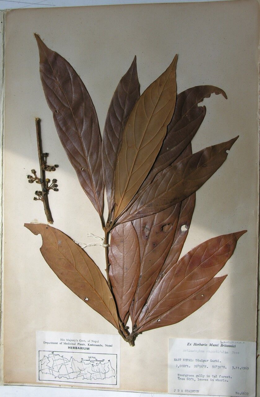 Neolitsea cambodiana