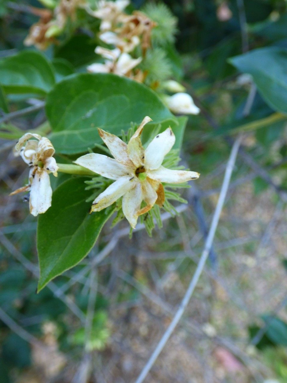 Jasminum auriculatum flower