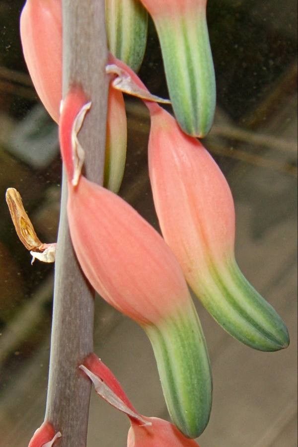 Gasteria batesiana flower
