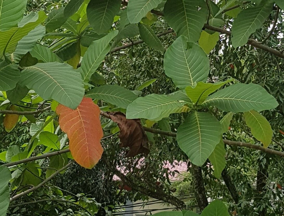 Neolamarckia macrophylla leaf