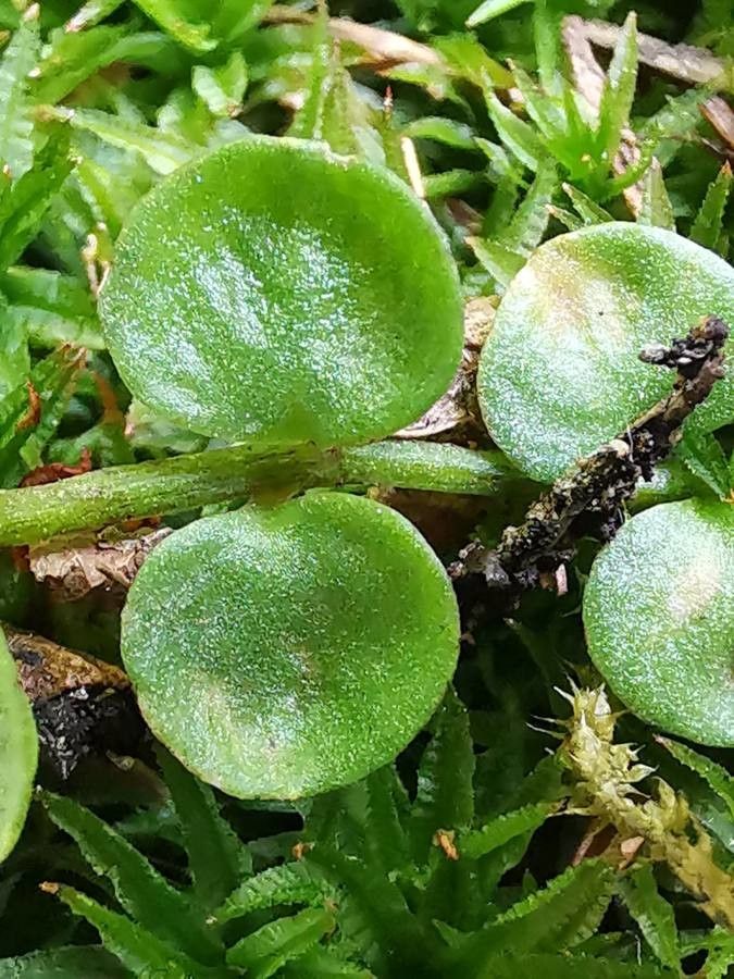Anagallis tenella leaf