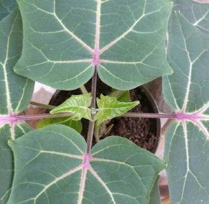 Uncarina sakalava — houseplant care guide