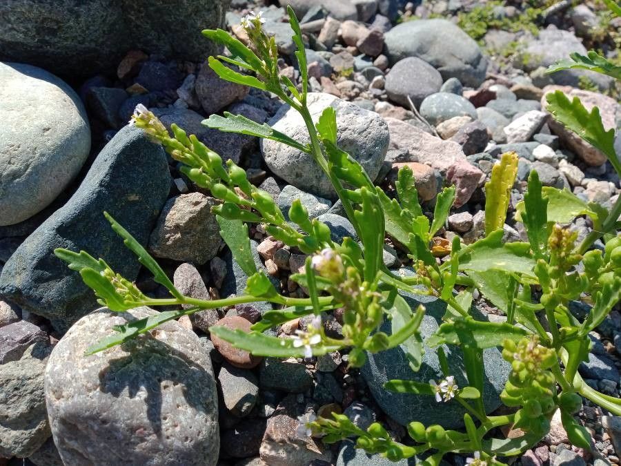 Cakile edentula leaf