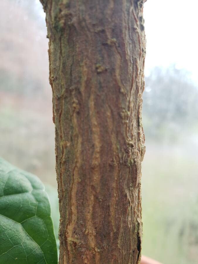 Brunfelsia americana bark