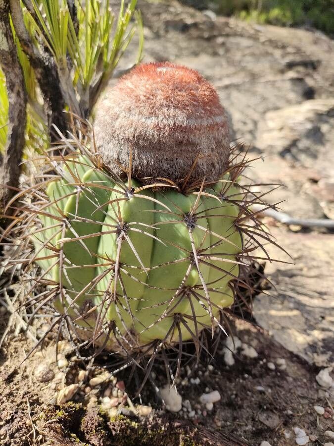 Melocactus zehntneri habit