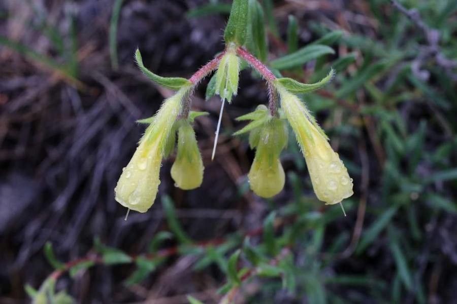 Onosma heterophylla flower