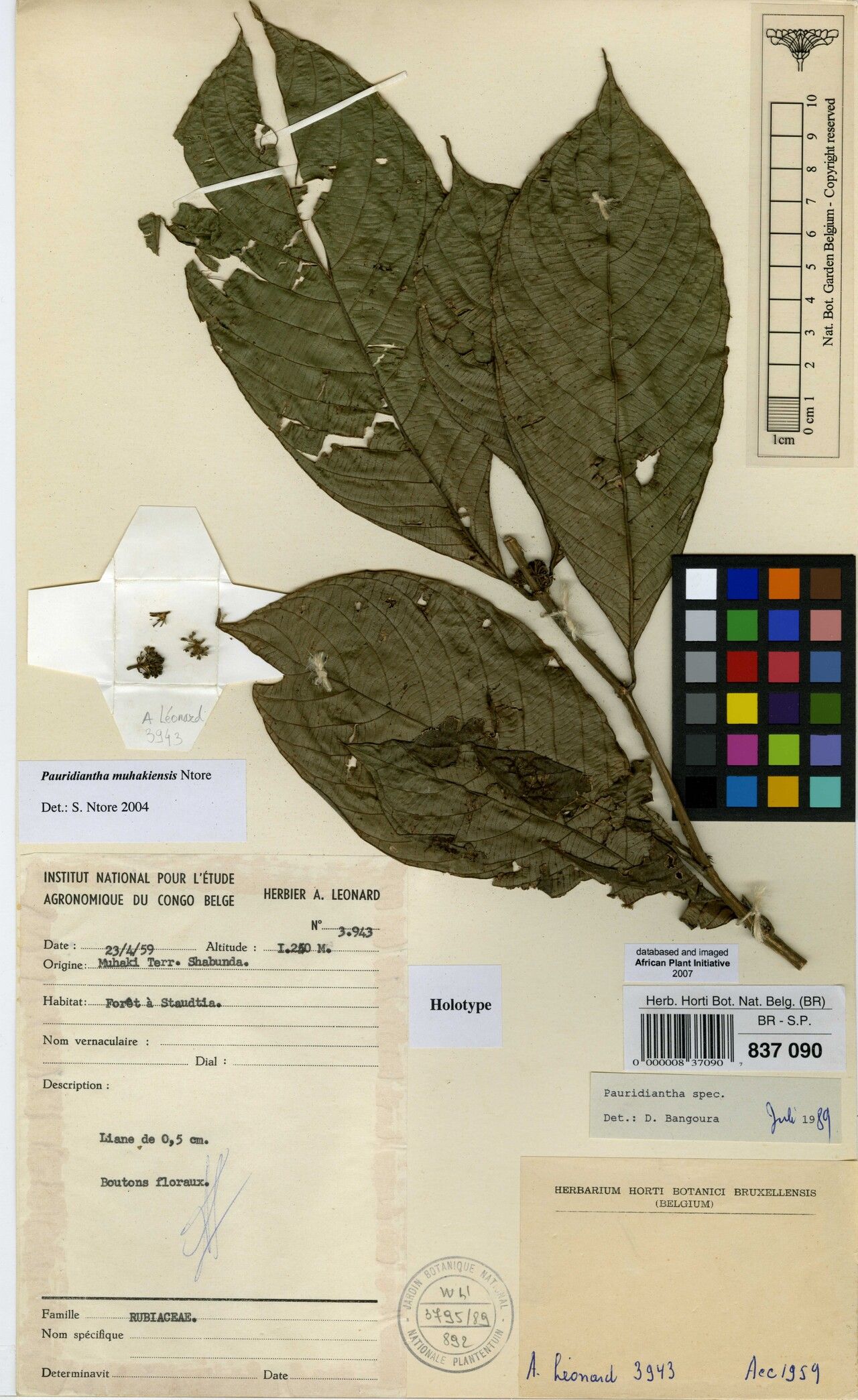 Pauridiantha muhakiensis — houseplant care guide