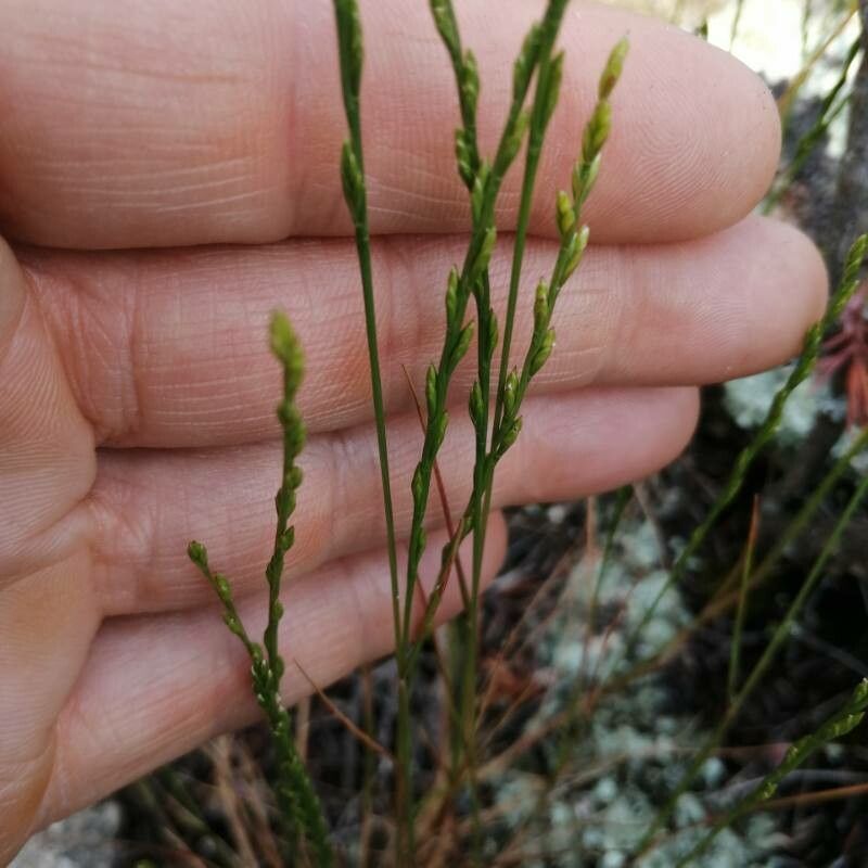 Festuca lachenalii flower