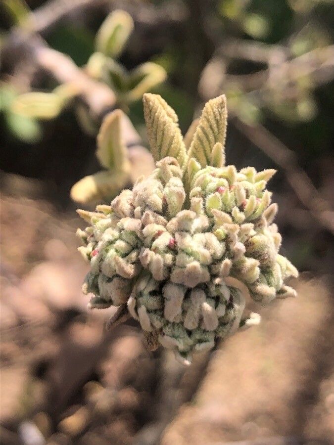 Viburnum mongolicum flower
