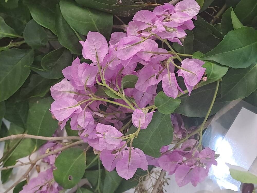 Guapira discolor flower
