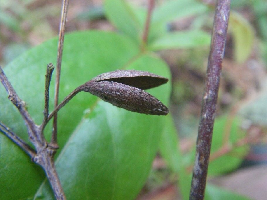 Hymenodictyon epiphyticum — related species from the same genus