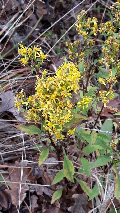 Solidago virgaurea flower