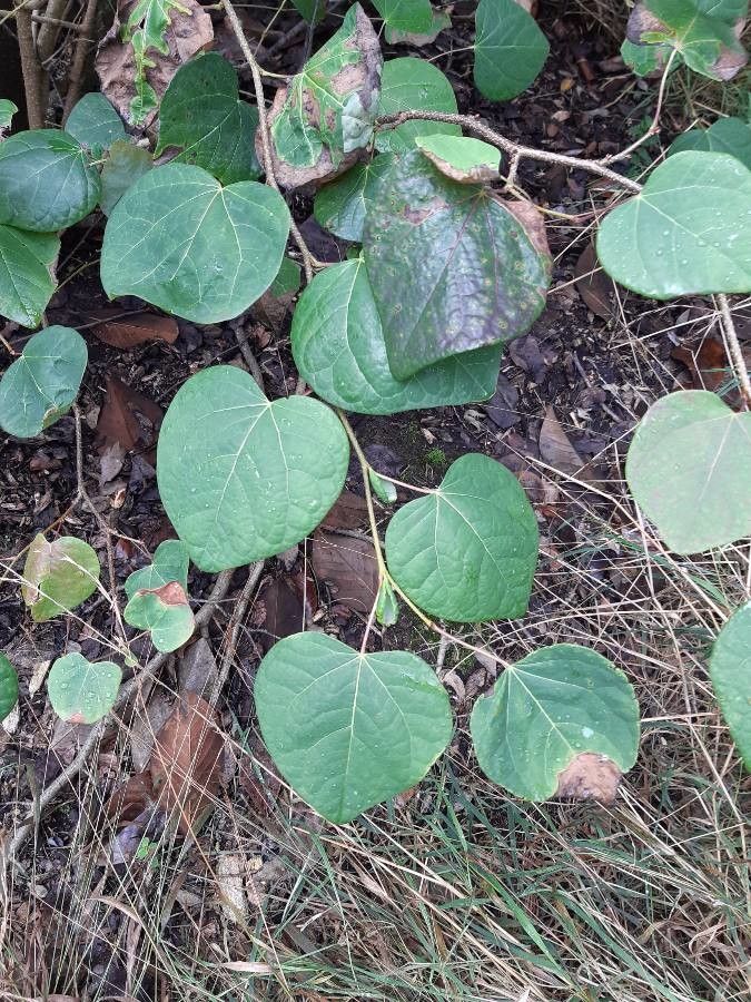 Disanthus cercidifolius leaf