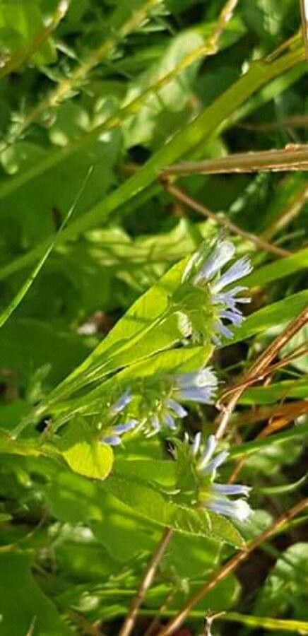 Limonium lobatum flower