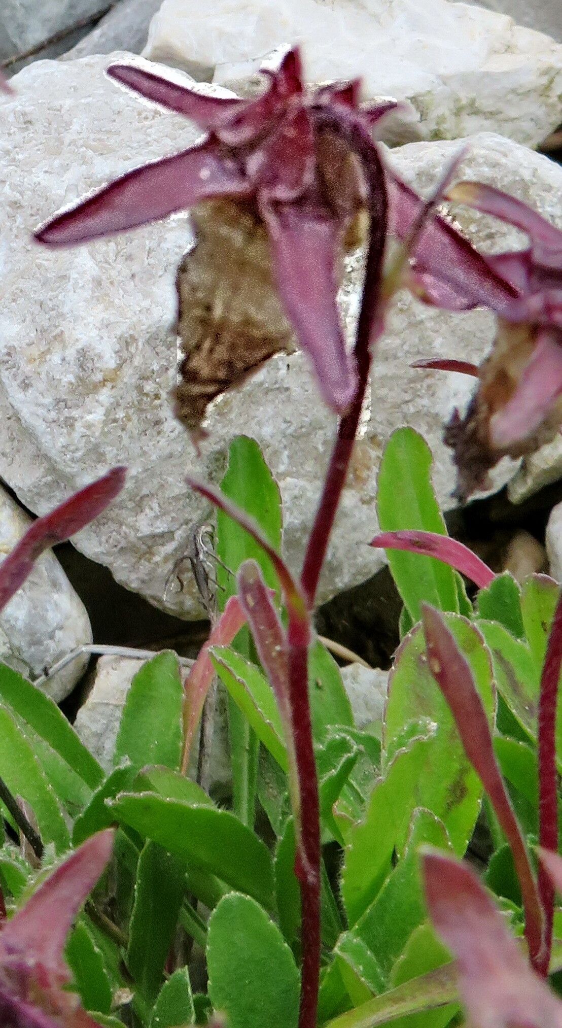 Campanula saxifraga flower