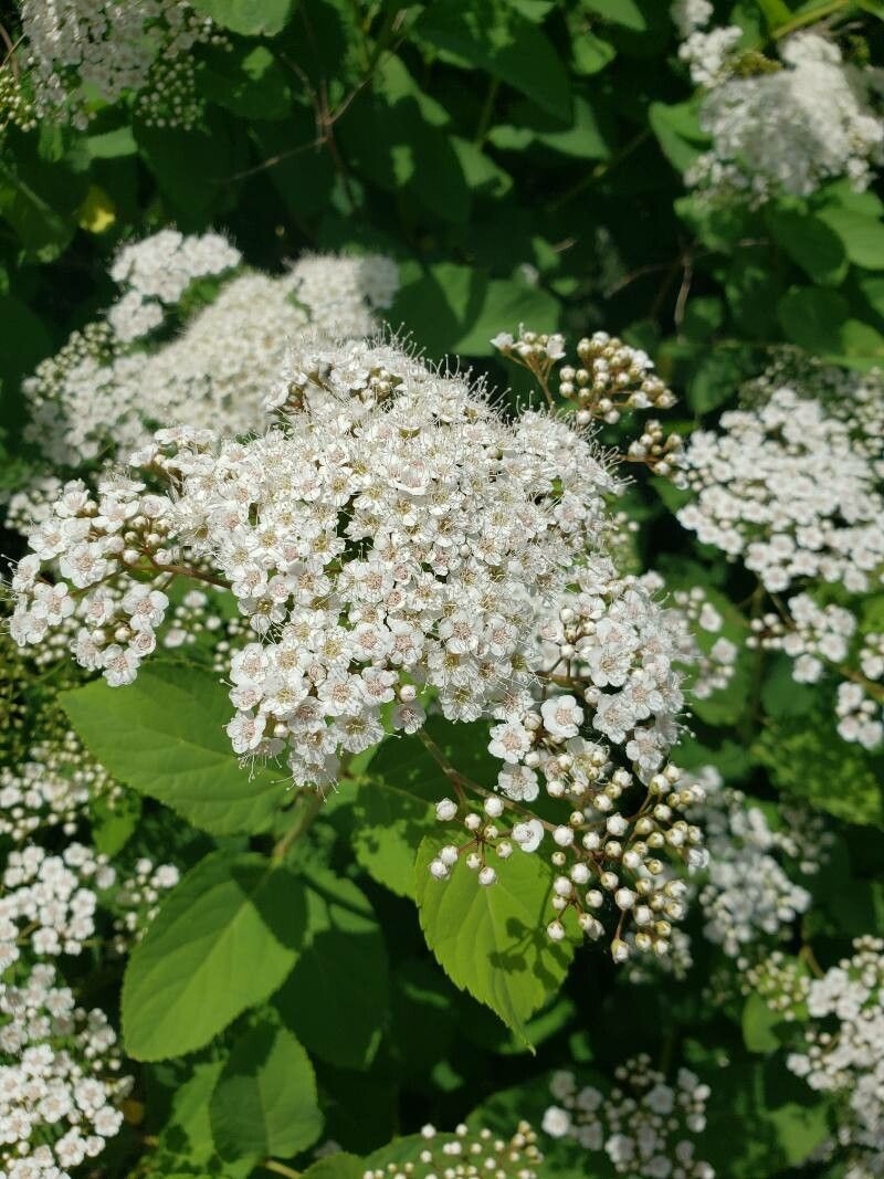 Spiraea media flower