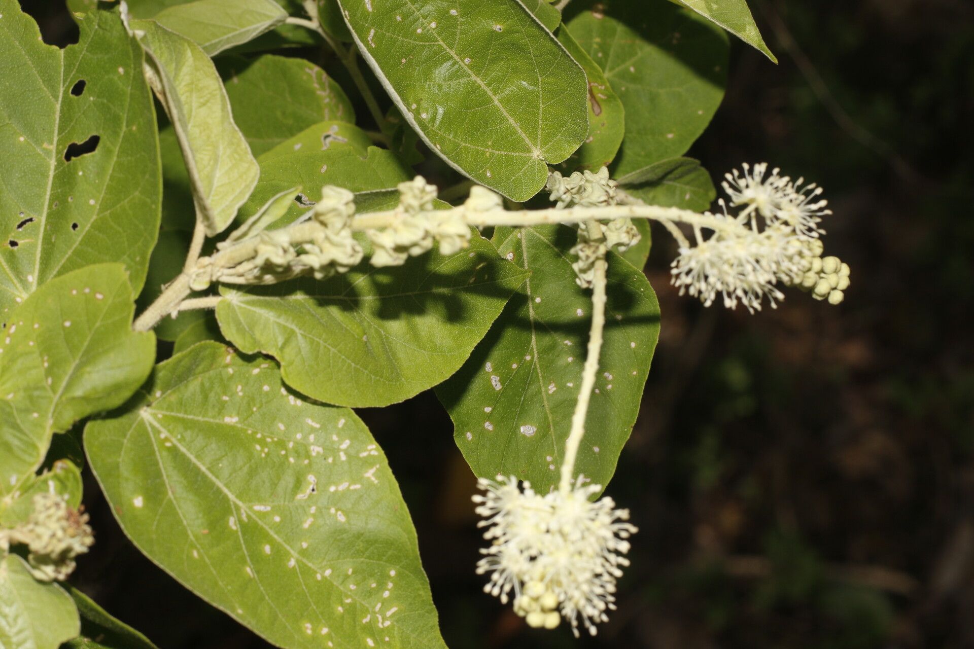 Croton yucatanensis flower