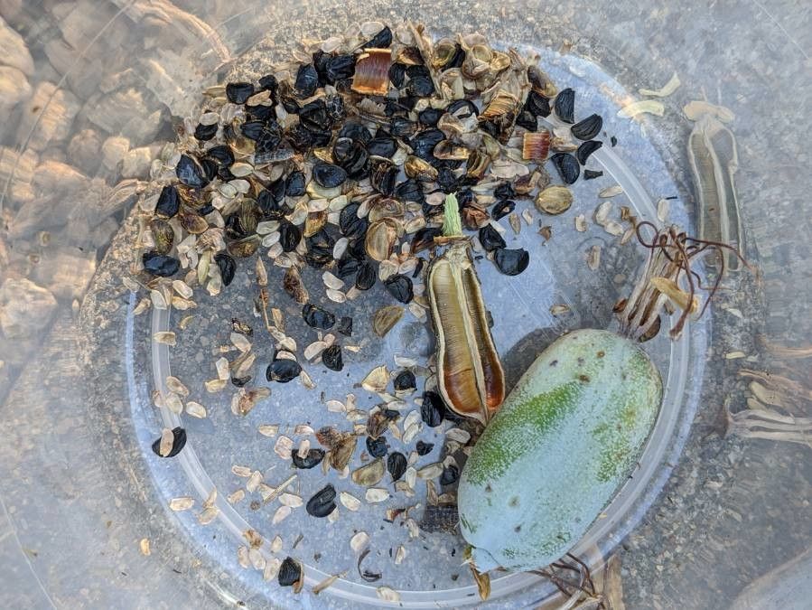 Agave lechuguilla fruit