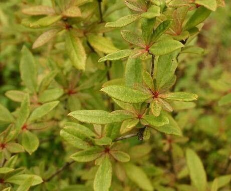 Berberis sieboldii — houseplant care guide