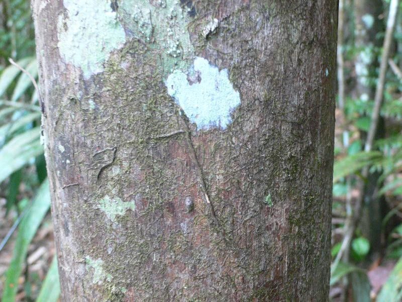 Couratari calycina bark