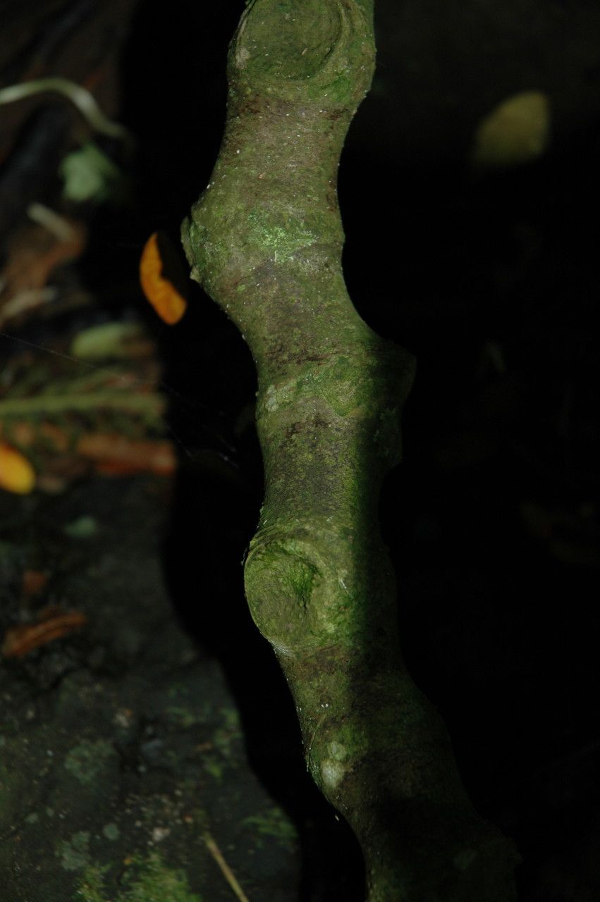 Piper methysticum bark