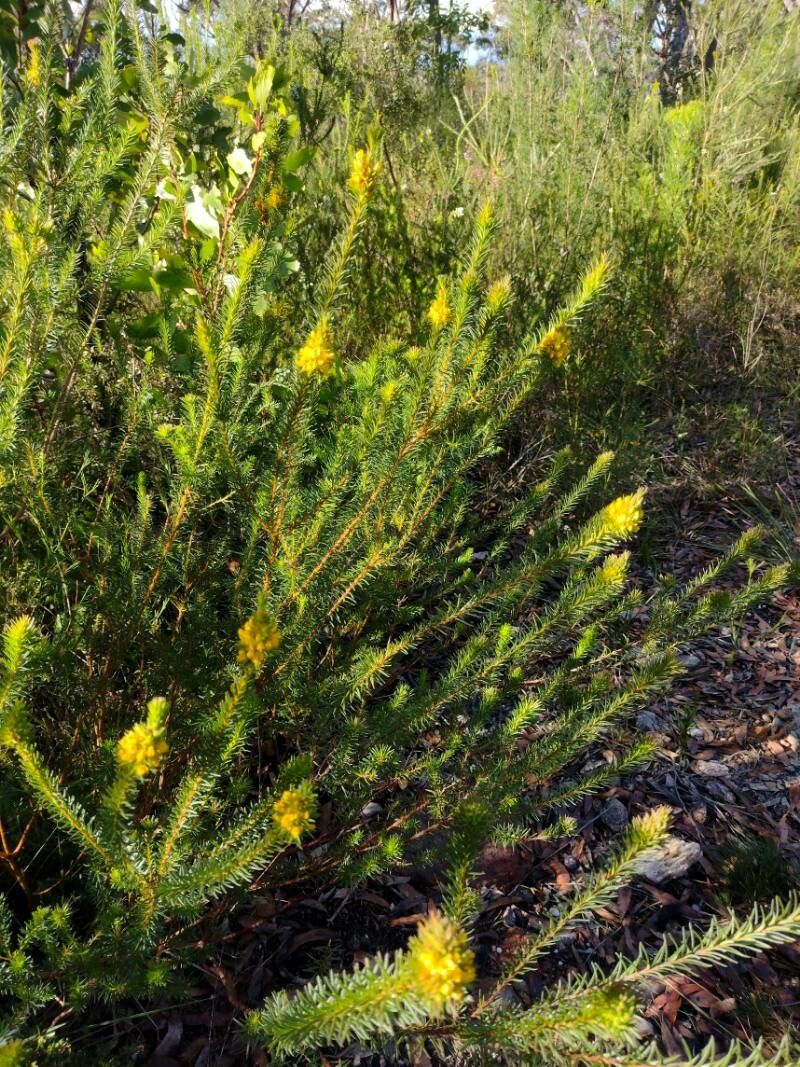 Phyllota phylicoides habit