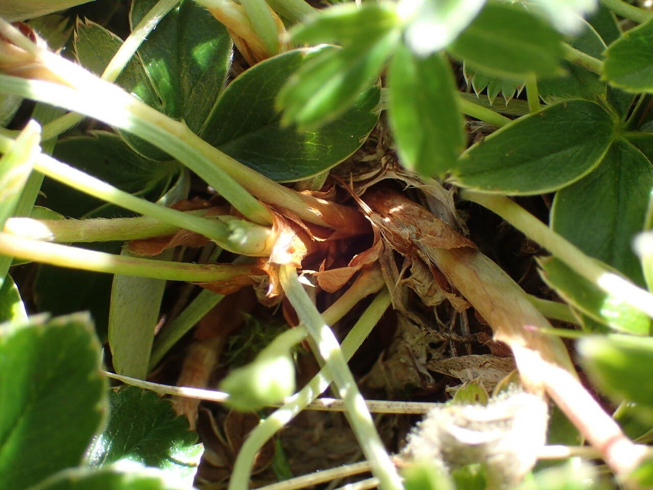 Alchemilla saxatilis bark
