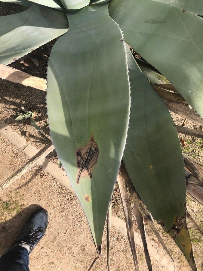 Agave asperrima