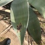Agave asperrima