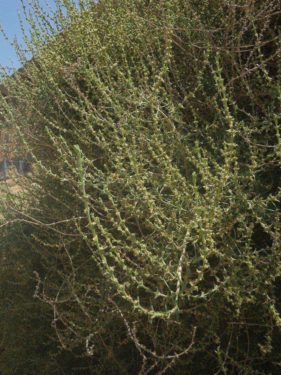Salsola verticillata habit