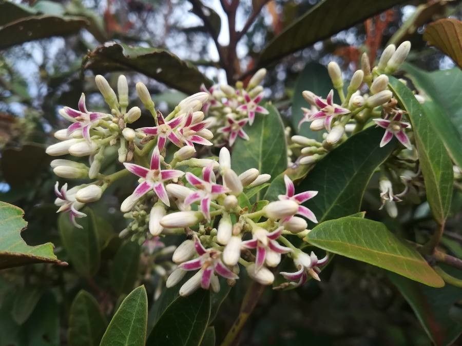 Parsonsia flexuosa — houseplant care guide