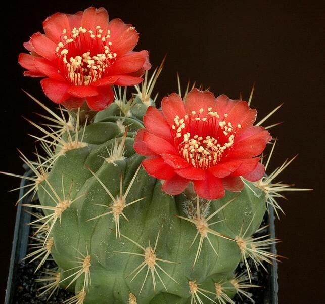 Lobivia lateritia flower