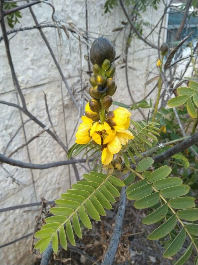 Senna alata flower