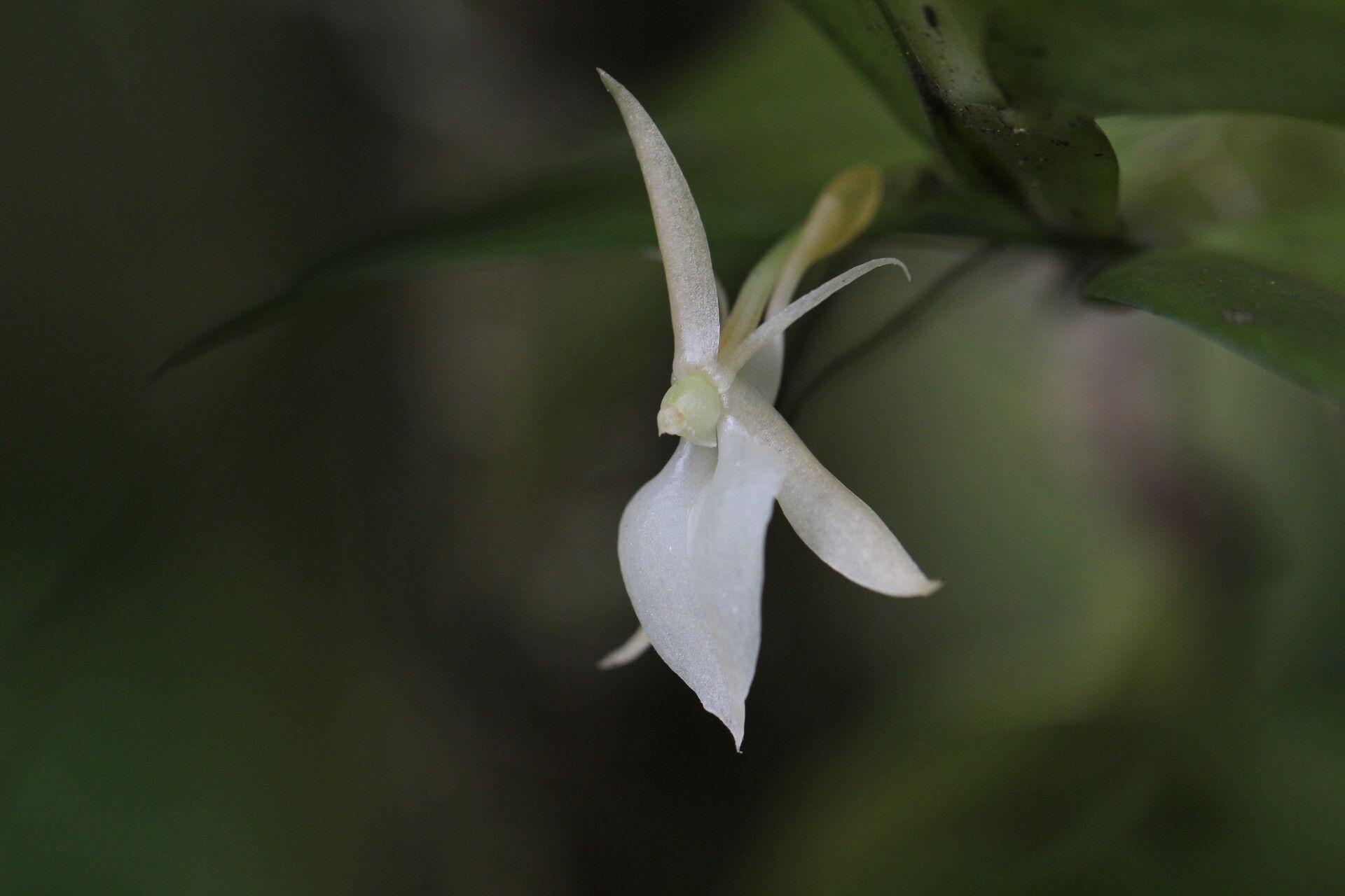Angraecum angustipetalum flower
