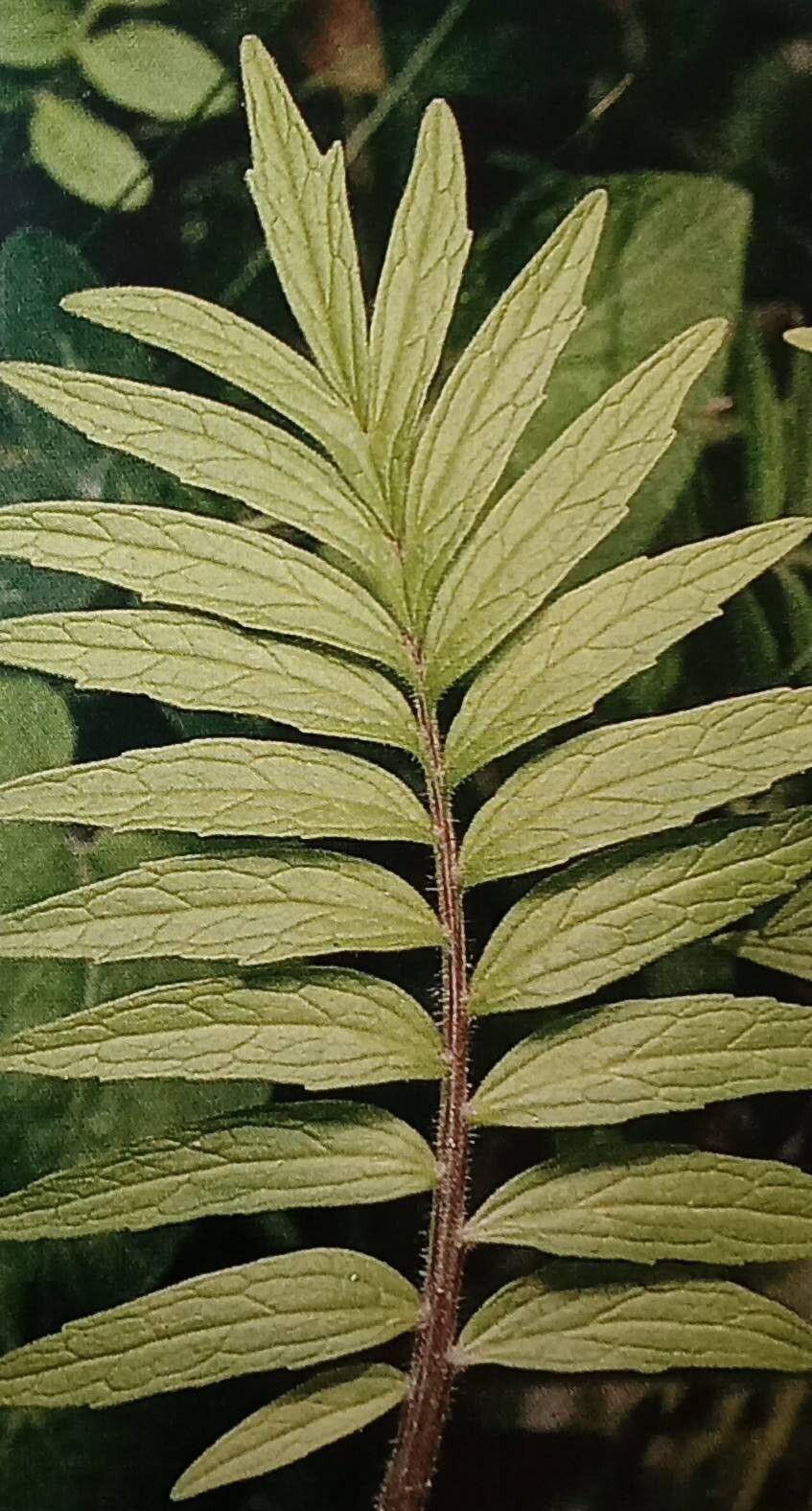 Valeriana stolonifera — search result for 'Valeriana'