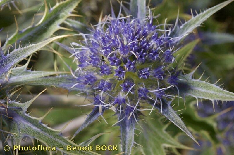 Eryngium aquifolium flower